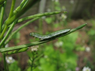 orange tip butterfly, larva