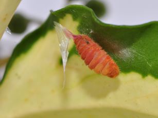 Remains of parasitised holly blue butterfly larva