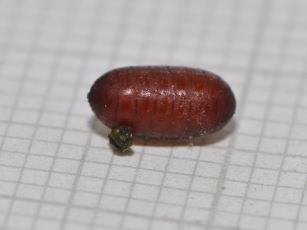 Parasitoid pupa from Celastrina argiolus larva