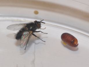 Tachinid fly parasitoid of Celastrina argiolus