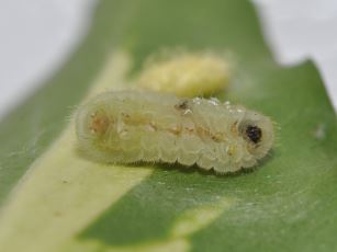 Holly blue butterfly (Celastrina argiolus) larva and parasitoid cocoon 