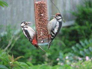 greater spotted woodpecker (Dendrocopos major)