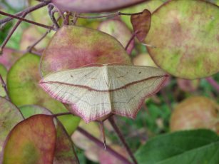 Blood vein moth (Timandra comae)