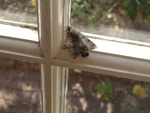 Humming bird hawk moth