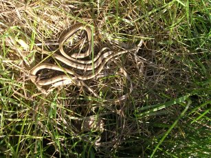 slow worm young (Anguis fragilis)