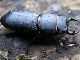 Lesser stag beetle (Dorcus parallelopipedus
