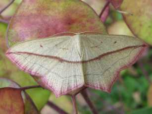 Blood vein moth (Timandra comae)