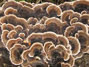 Trametes versicolor, Turkey tail fungus or Many-zoned polypore